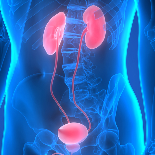 Bladder and Kidney Cancer